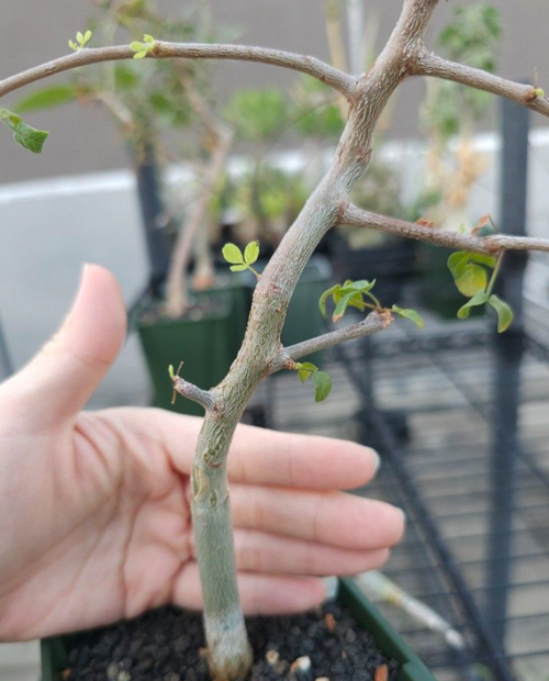 Commiphora app. somalia 5 Seeds