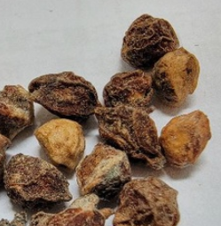 Commiphora kua var. gowlello 5 Seeds