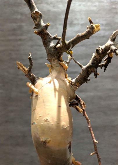 Commiphora kua var. gowlello 5 Seeds