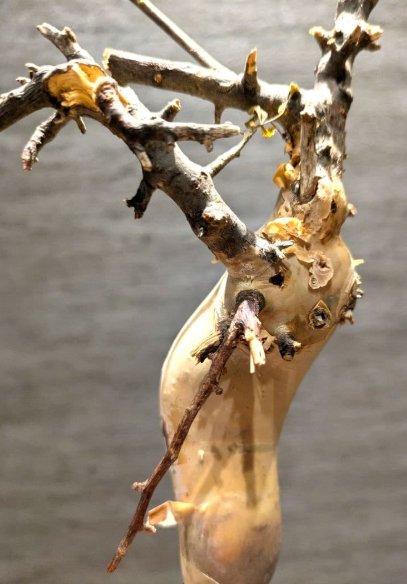 Commiphora kua var. gowlello 5 Seeds