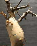 Commiphora kua var. gowlello 5 Seeds