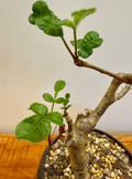 Commiphora gileadensis 5 Seeds