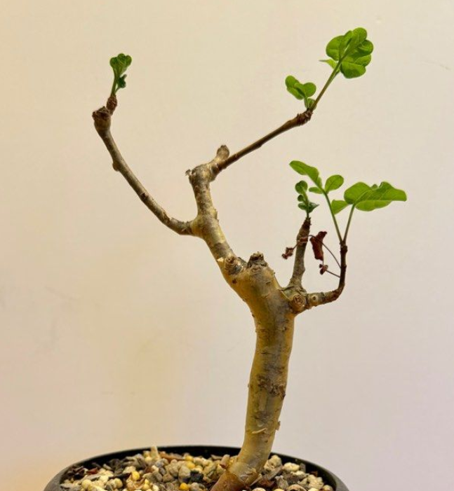 Commiphora gileadensis 5 Seeds