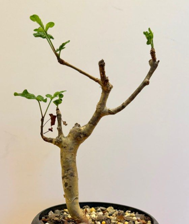 Commiphora gileadensis 5 Seeds