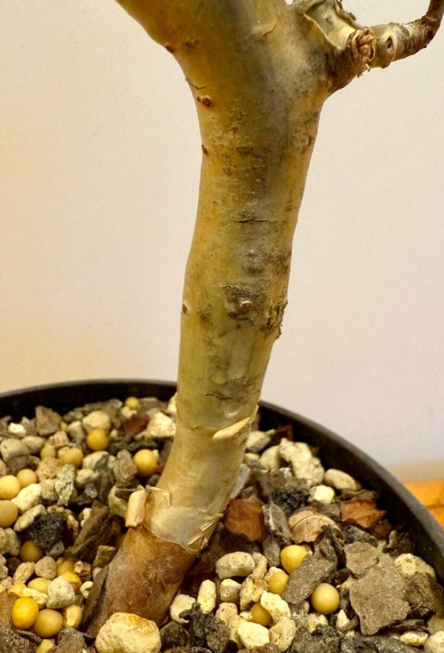Commiphora gileadensis 5 Seeds