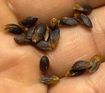 Commiphora gileadensis 5 Seeds
