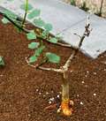 Commiphora namaensis 5 Seeds