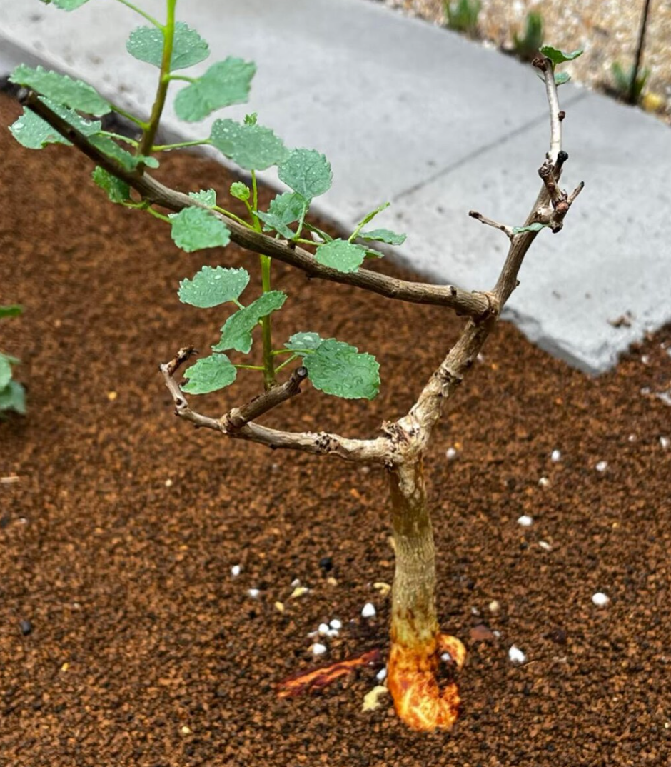 Commiphora namaensis 5 Seeds