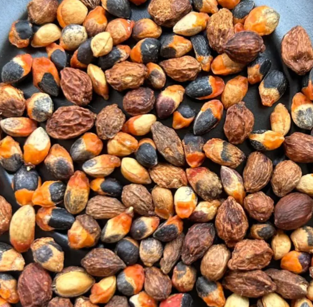 Commiphora namaensis 5 Seeds