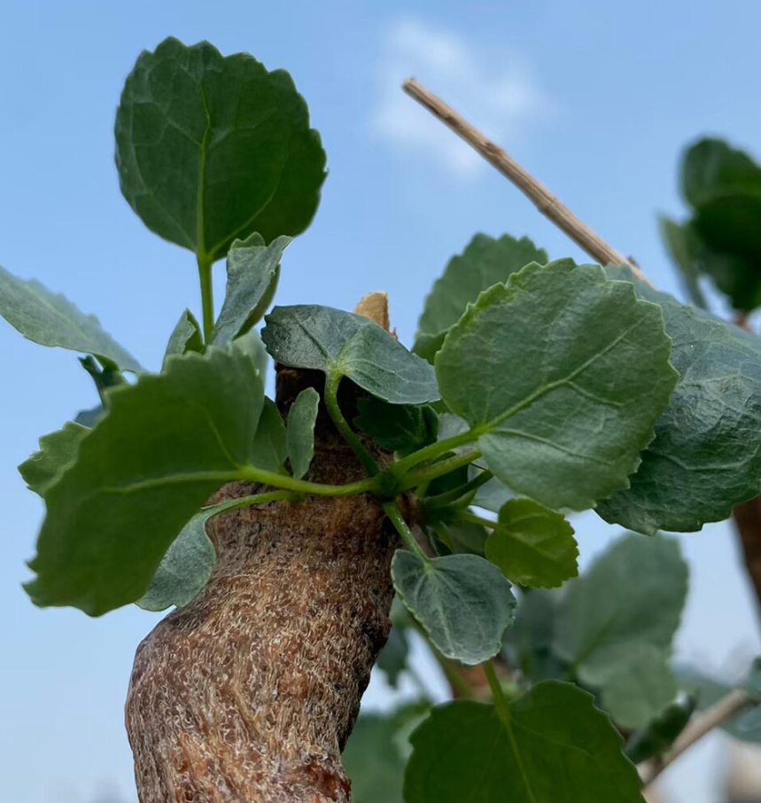 Commiphora namaensis 5 Seeds