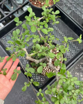 Commiphora orbicularis 5 Seeds