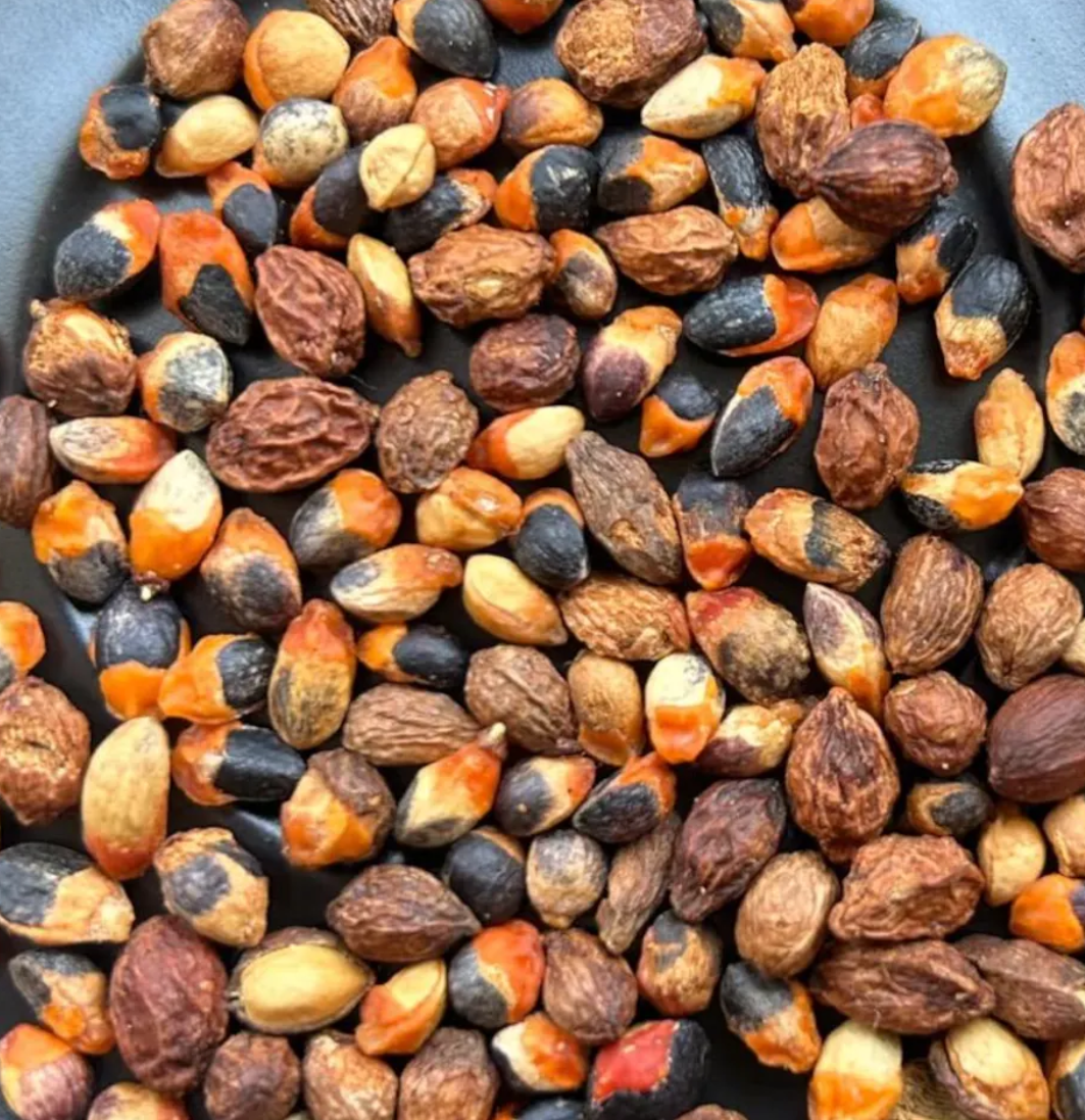 Commiphora orbicularis 5 Seeds