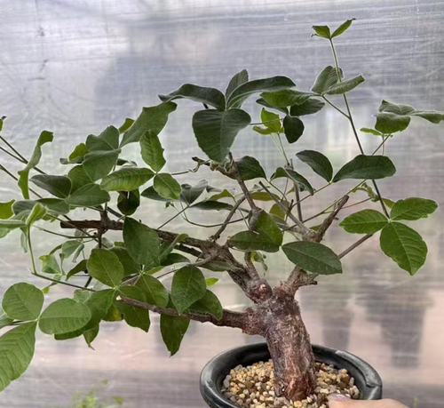 Commiphora orbicularis 5 Seeds