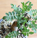 Boswellia rivae 5 Seeds