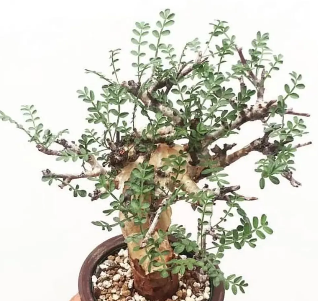 Boswellia rivae 5 Seeds