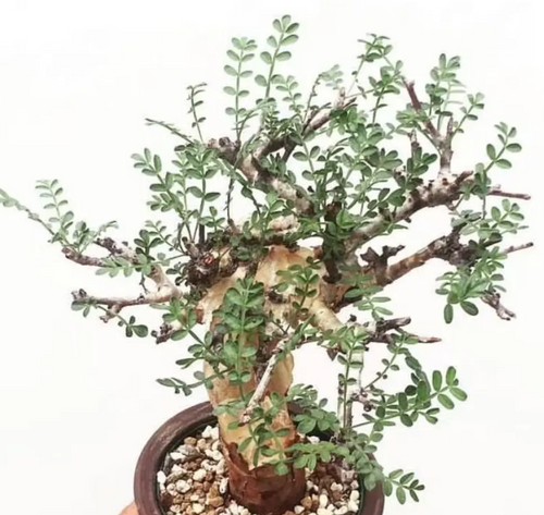 Boswellia rivae 5 Seeds