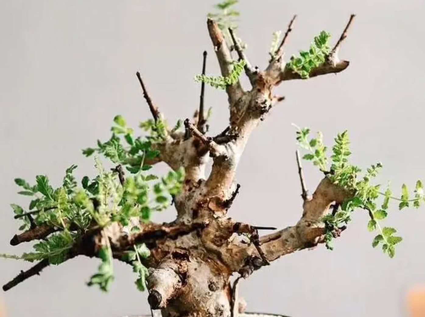 Boswellia rivae 5 Seeds