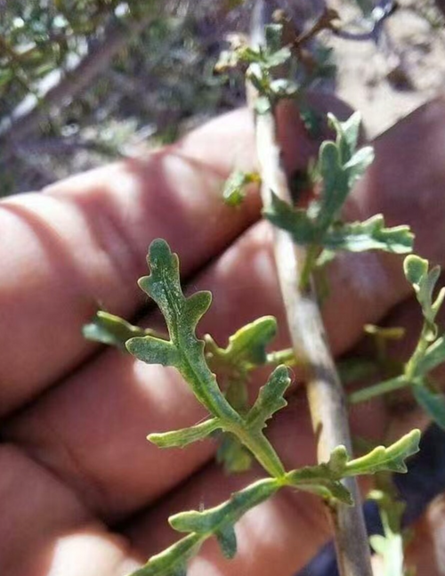 Commiphora gracilifrondosa 5 Seeds