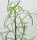 Commiphora gracilifrondosa 5 Seeds