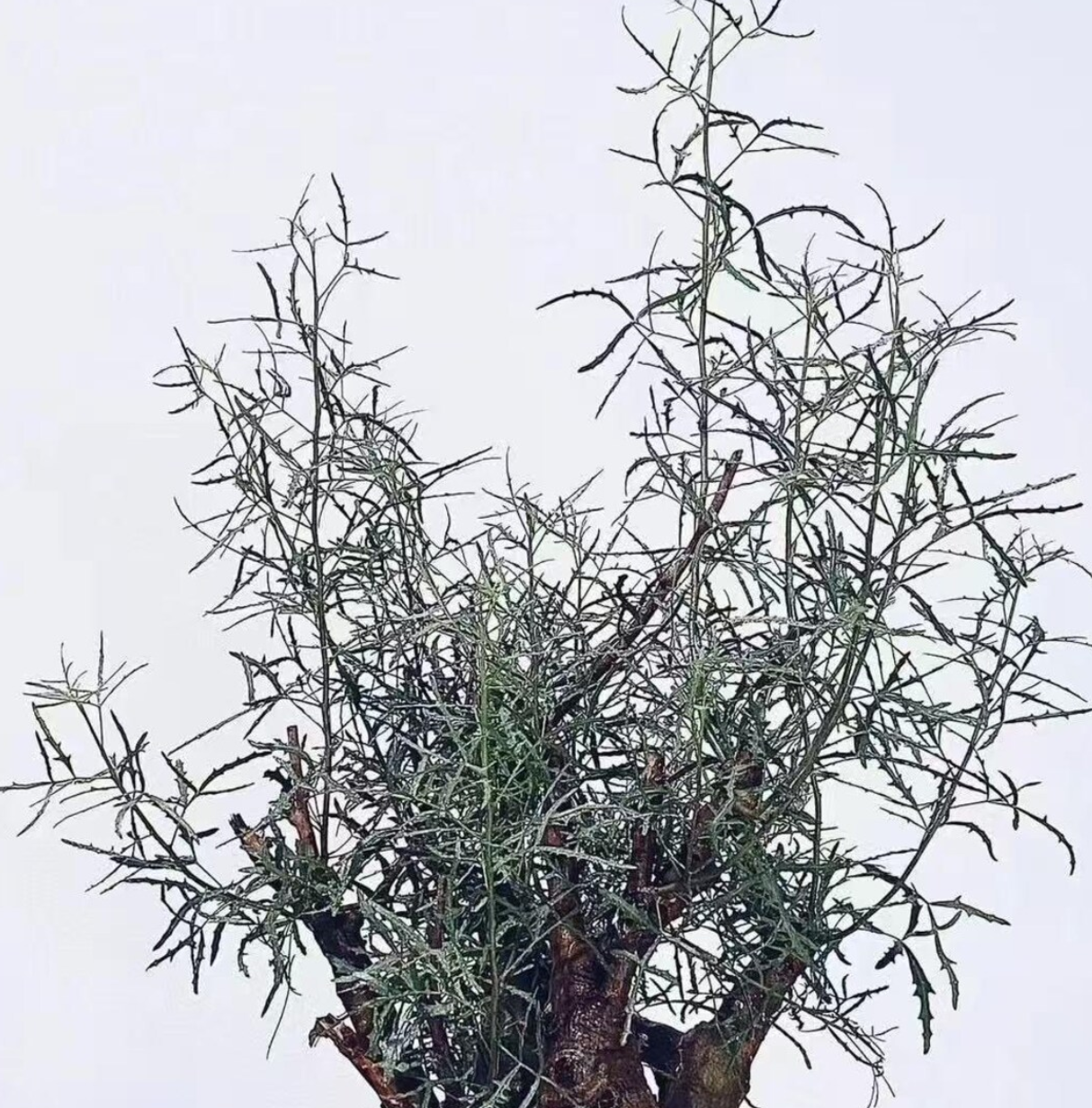 Commiphora gracilifrondosa 5 Seeds