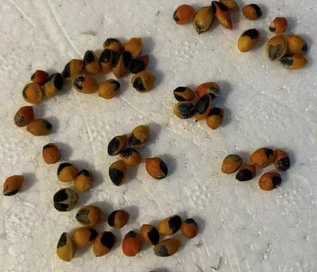 Commiphora gracilifrondosa 5 Seeds