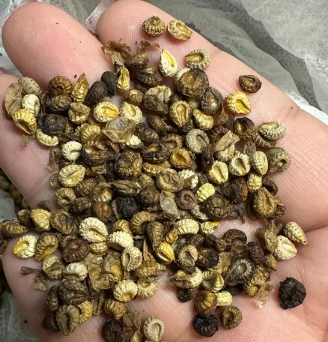 Stephania Cepharantha 5 Seeds