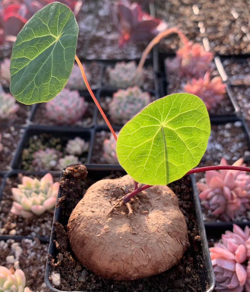 Stephania Cepharantha 5 Seeds