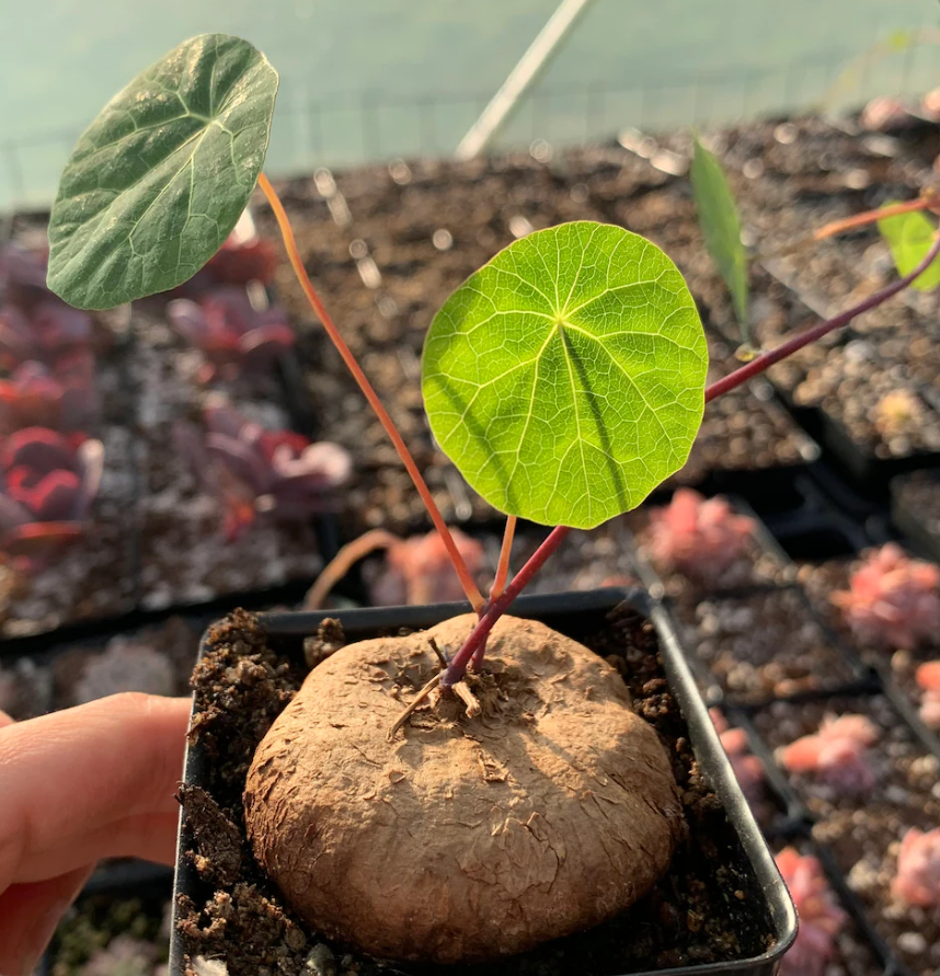 Stephania Cepharantha 5 Seeds
