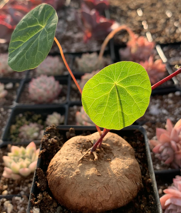 Stephania Cepharantha 5 Seeds