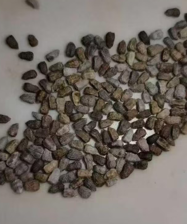 Euphorbia schoenlandii 5 Seeds