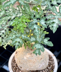 Adenia metamorpha 5 Seeds