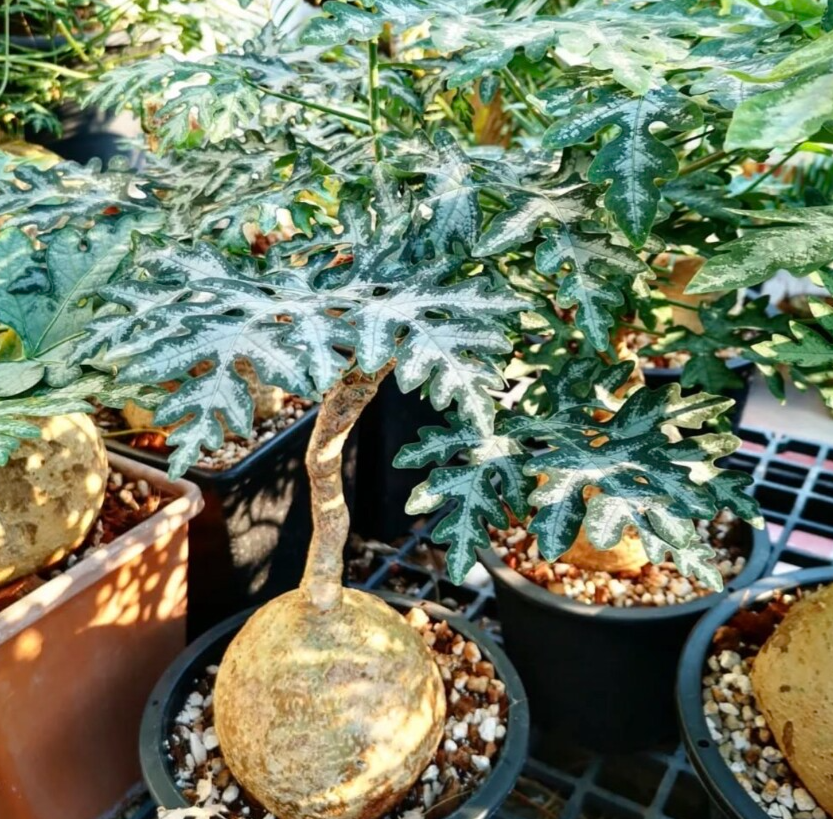 Adenia metamorpha 5 Seeds