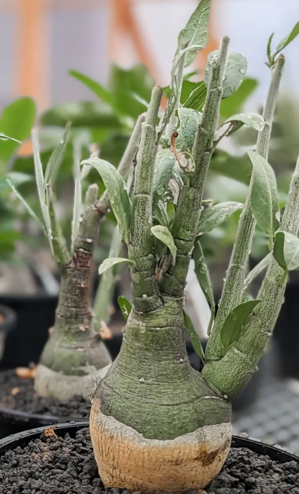 Adenia Pechuelii 5 Seeds