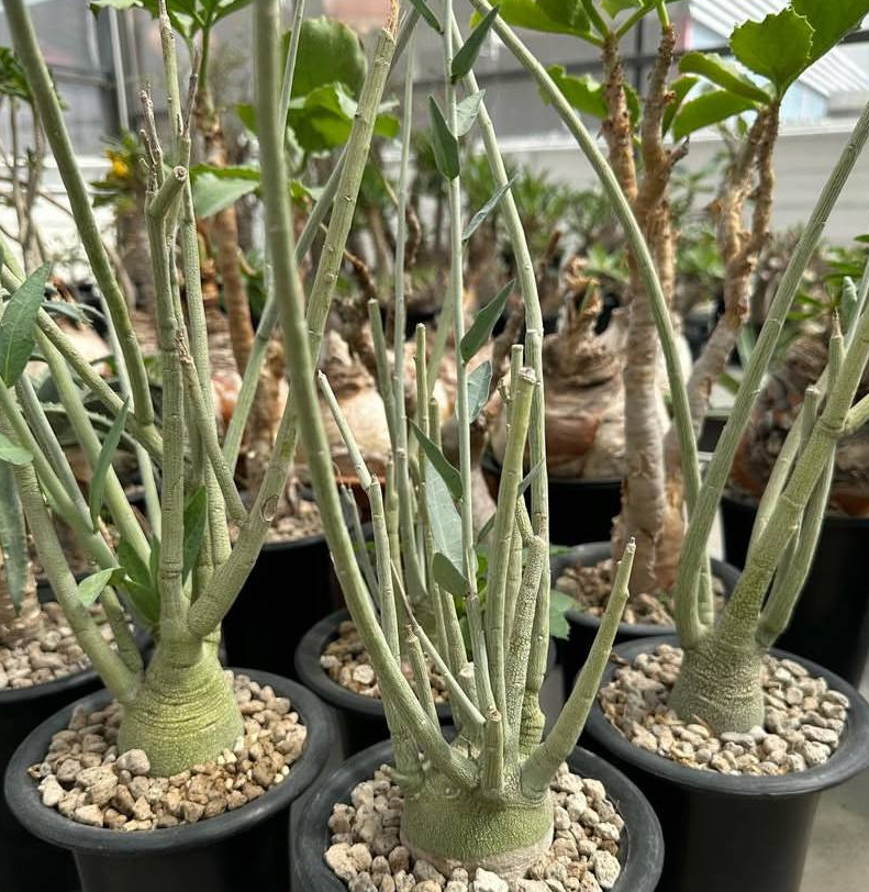 Adenia Pechuelii 5 Seeds