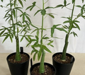 Adenia venenata 5 Seeds