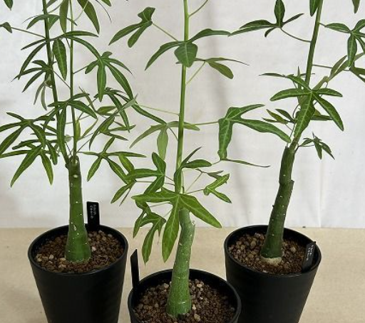 Adenia venenata 5 Seeds