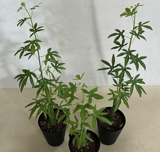 Adenia venenata 5 Seeds