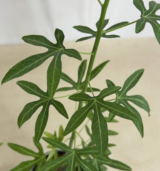 Adenia venenata 5 Seeds