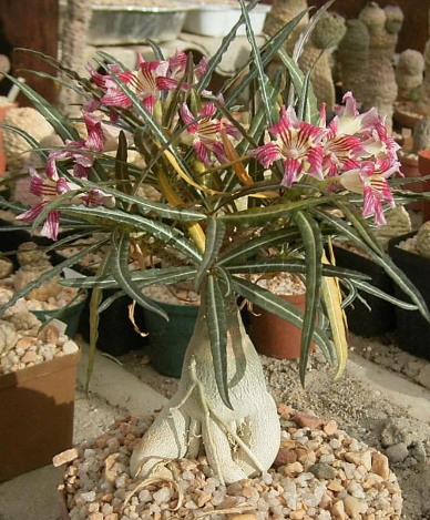 Adenium somalense var. Crispum 7 Seeds