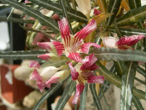 Adenium somalense var. Crispum 7 Seeds