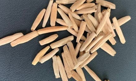 Adenium somalense var. Crispum 7 Seeds