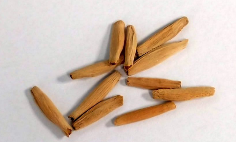 Adenium somalense 7 Seeds