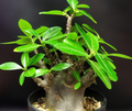 Adenium somalense 7 Seeds
