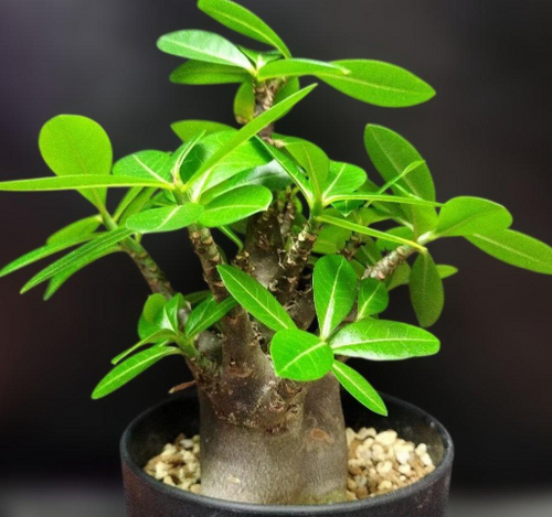 Adenium somalense 7 Seeds