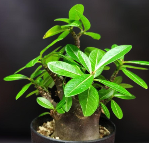 Adenium somalense 7 Seeds