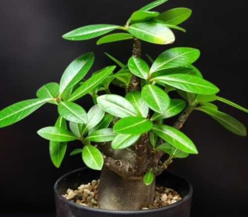 Adenium somalense 7 Seeds