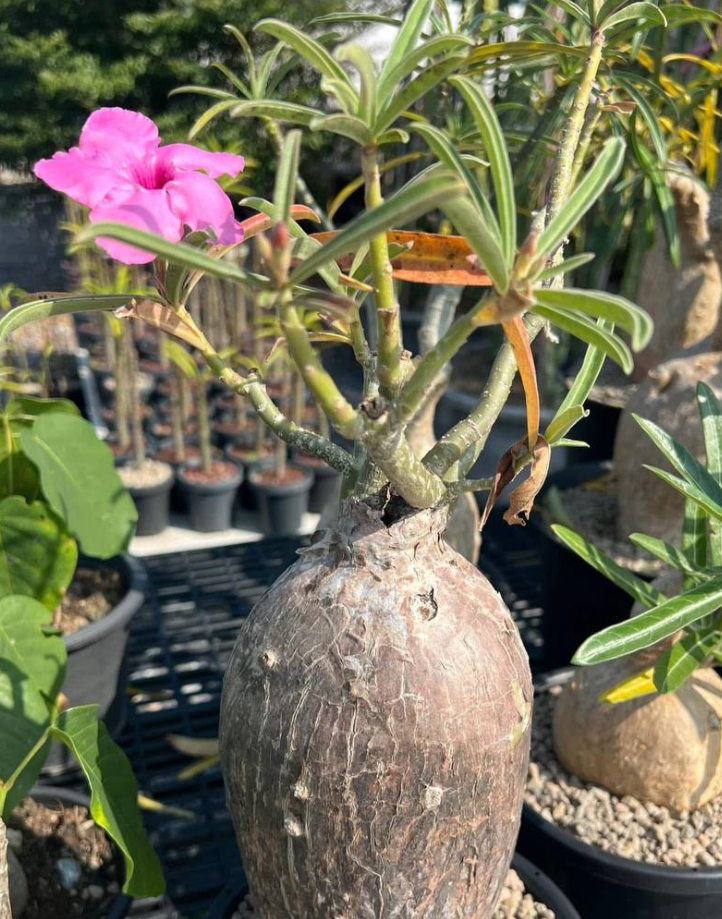Adenium Swazicum 7 Seeds