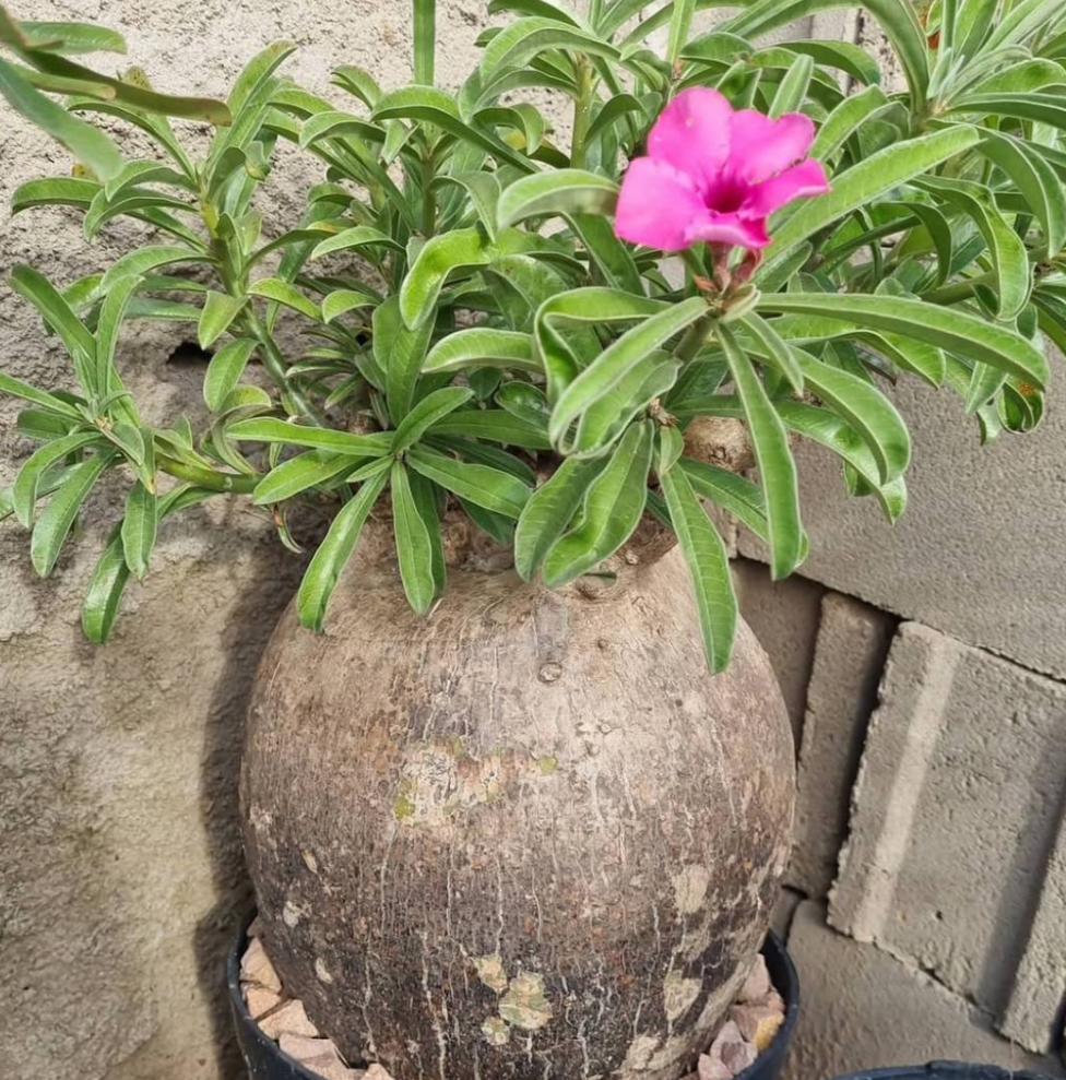Adenium Swazicum 7 Seeds