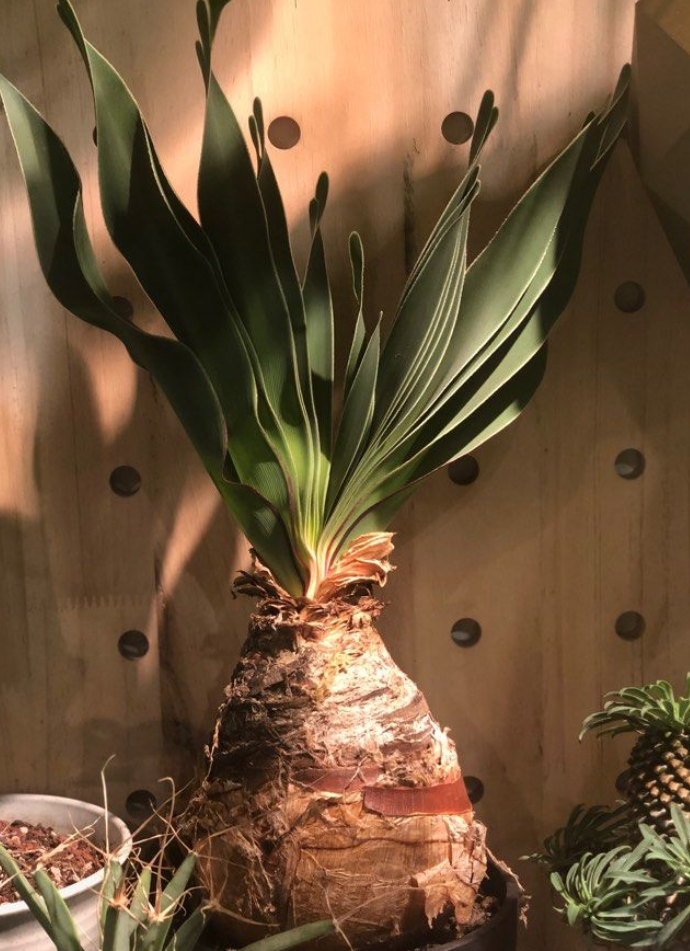 Boophone disticha 5 Seeds