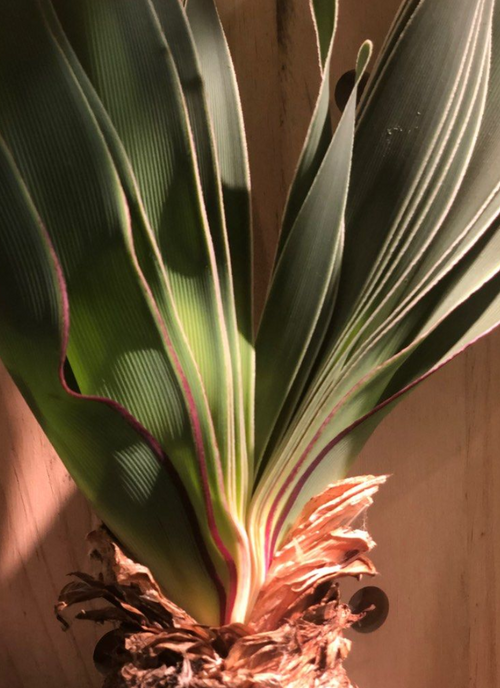 Boophone disticha 5 Seeds